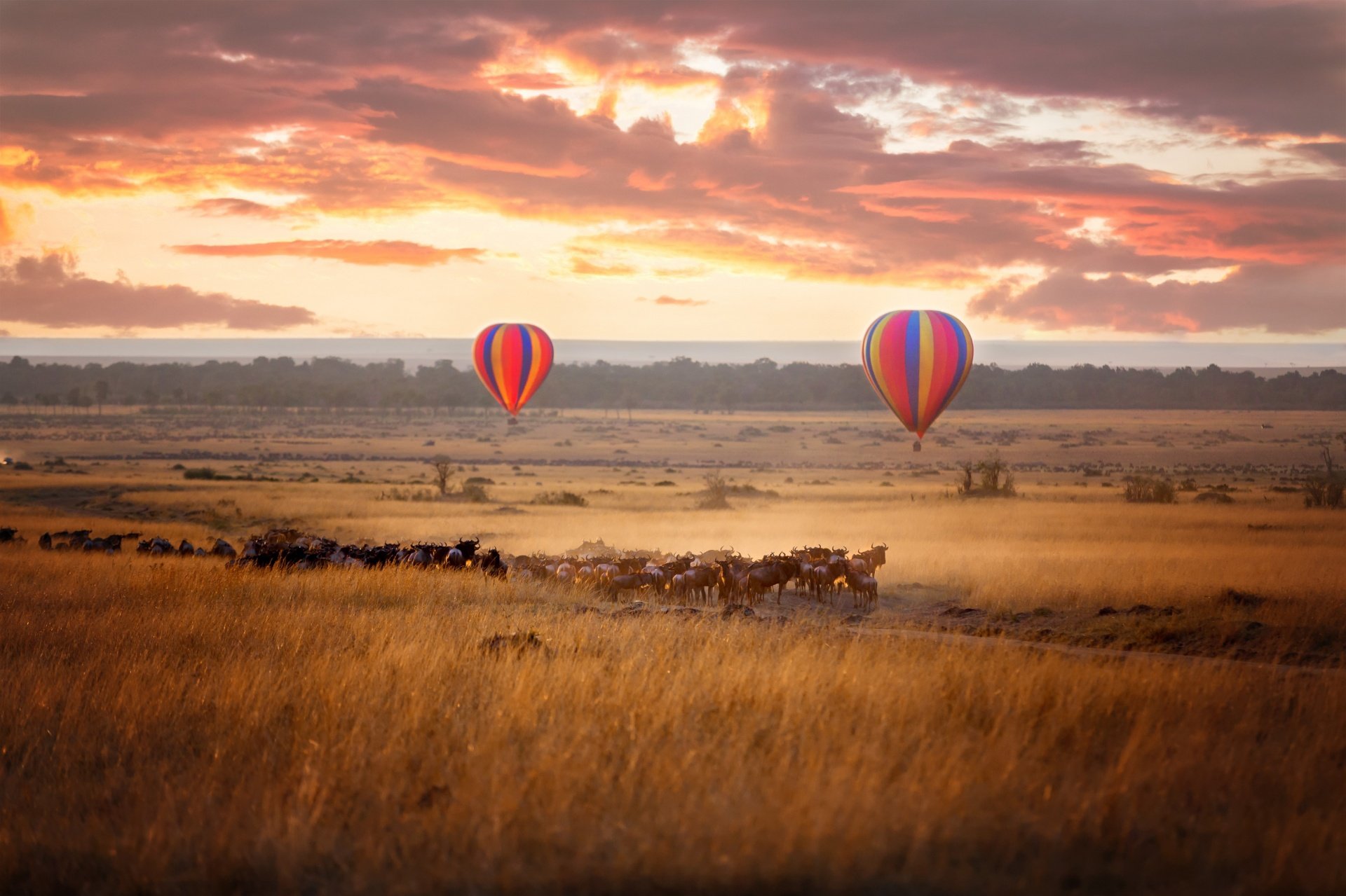 Tanzania: Animal Laws