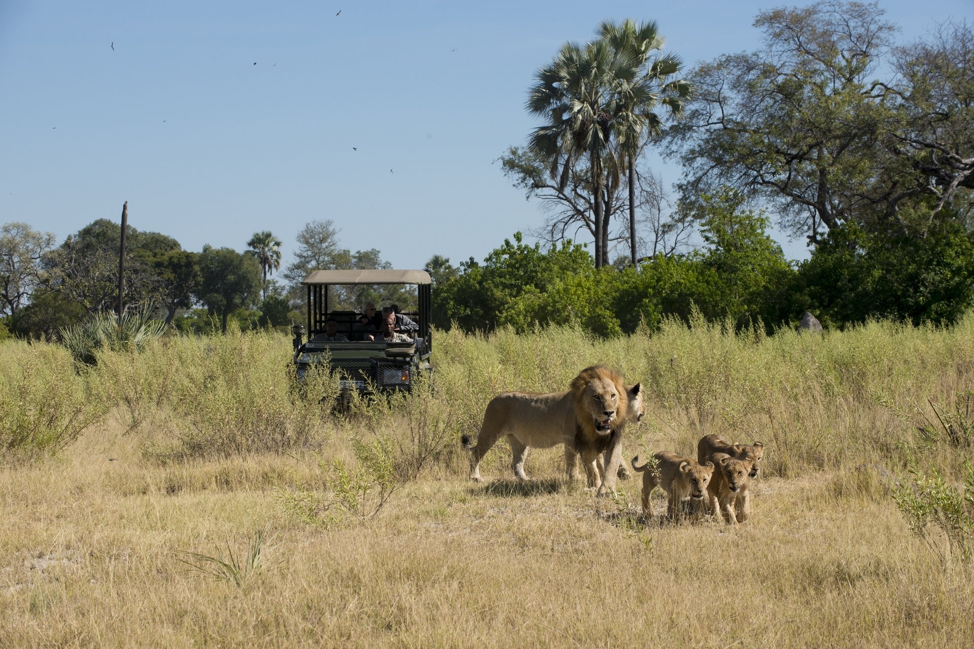 Botswana-an unspoilt garden in the heart of Africa